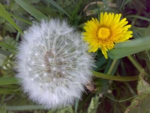dandelion and puffball