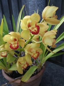 caroline's orchids 2