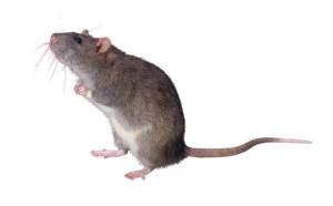 mouse-rodent