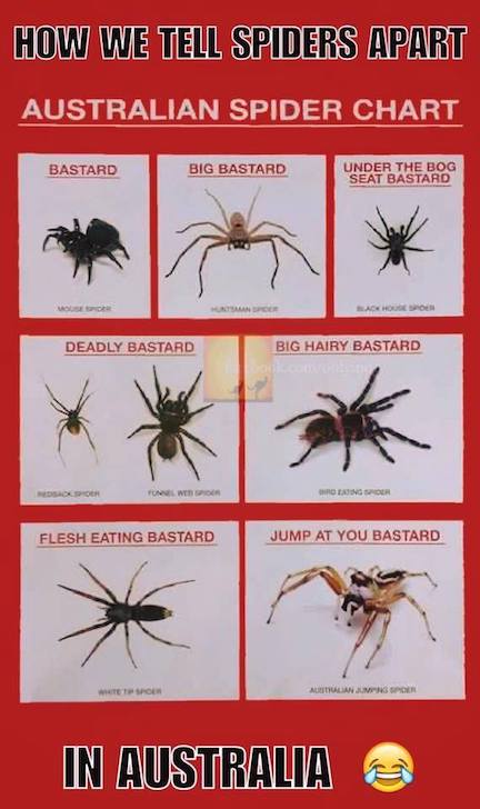 ausie spider chart FB