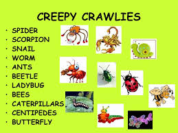 creepy crawly chart