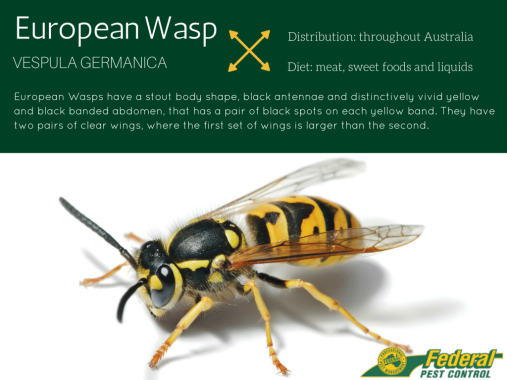 European-Wasp-Infographic