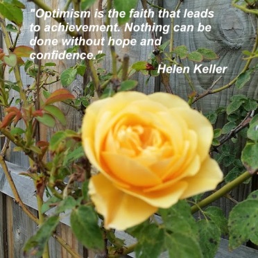 yellow rose with Helen keller quote